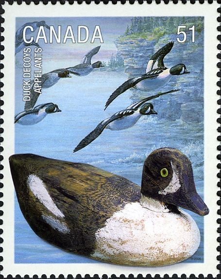 Barrow's Goldeneye (Bucephala islandica)