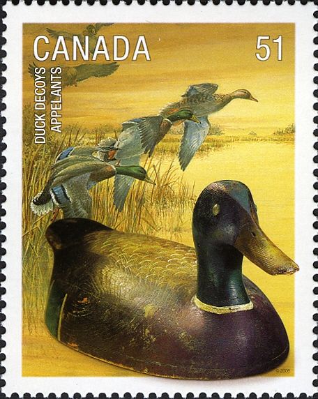 Mallard (Anas platyrhynchos)