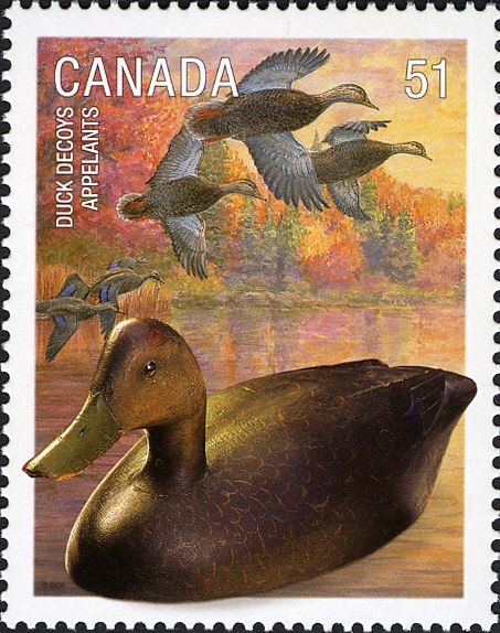 American Black Duck (Anas rubripes)