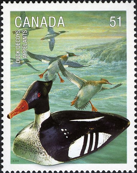 Red-breasted Merganser (Mergus serrator)