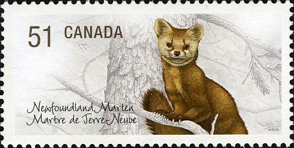 Newfoundland Pine Marten (Martes americana atrata)