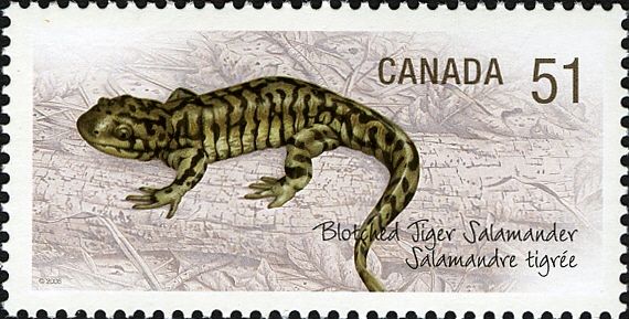 Blotched Tiger Salamander (Ambystoma mavortium melanostictum