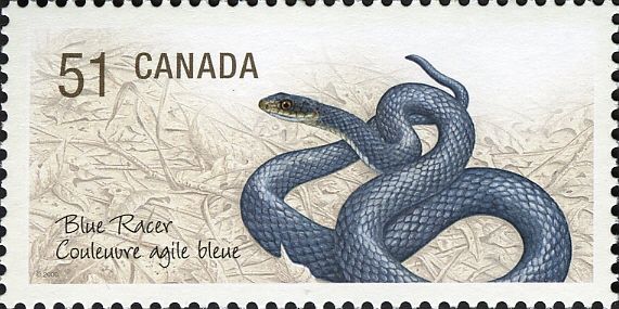 Blue Racer (Coluber constrictor foxii)