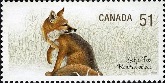 Swift Fox (Vulpes velox)