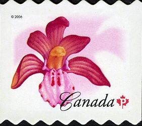 Spotted Coralroot (Corallorhiza maculata)