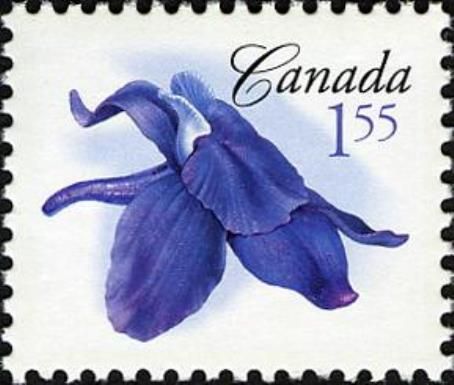 Little Larkspur (Delphinium bicolor)