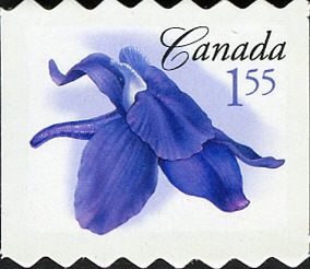 Little Larkspur (Delphinium bicolor)