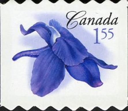 Little Larkspur (Delphinium bicolor)