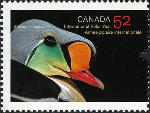 King Eider (Somateria spectabilis)