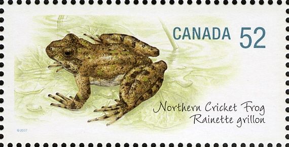 Northern Cricket Frog (Acris crepitans)