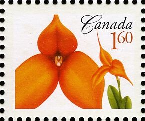 Masdevallia Kaleidoscope