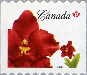 Oncidium Island Red (syn.Odontioda Island Red)