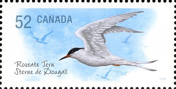 Roseate Tern (Sterna dougallii)