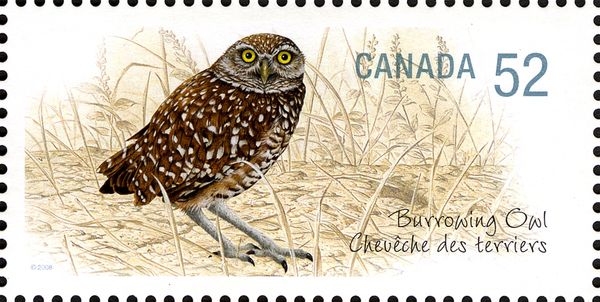 Burrowing Owl (Athene cunicularia)