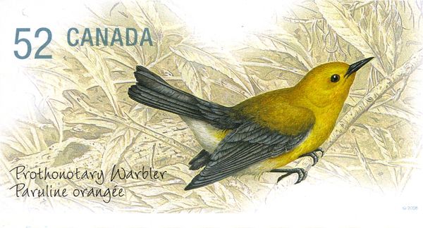 Prothonotary Warbler (Protonotaria citrea)