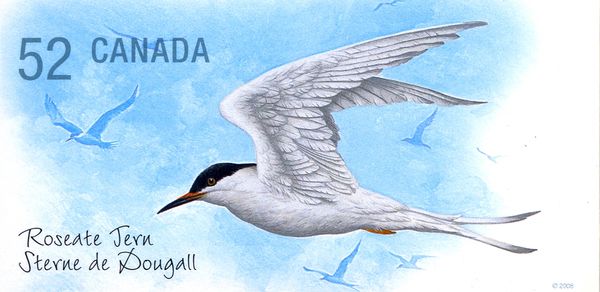 Roseate Tern (Sterna dougallii)