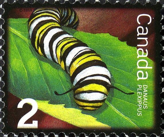 Monarch Caterpillar (Danaus plexippus)