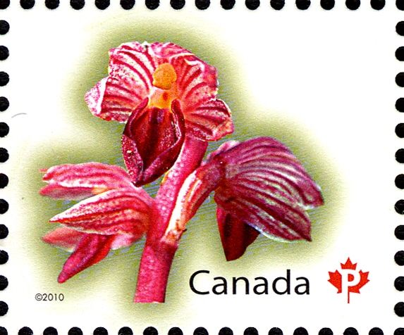 Spotted Coralroot (Corallorhiza maculata)