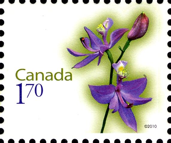 Tuberous Grasspink (Calopogon tuberosus)