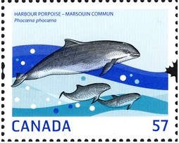 Harbour Porpoise (Phocoena phocoena)