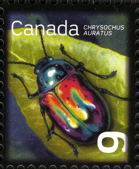 Dogbane Beetle (Chrysochus auratus)