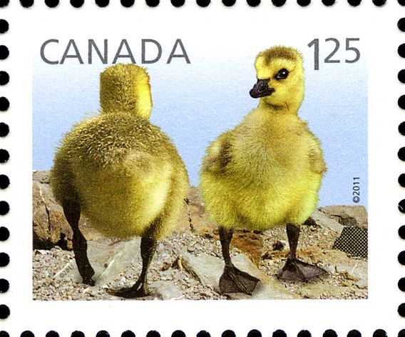 Canada Goose (Branta canadensis) - Goslings