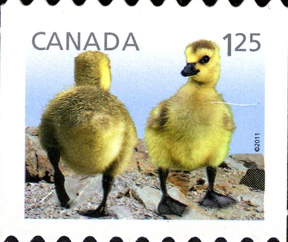 Canada Goose (Branta canadensis) - goslings