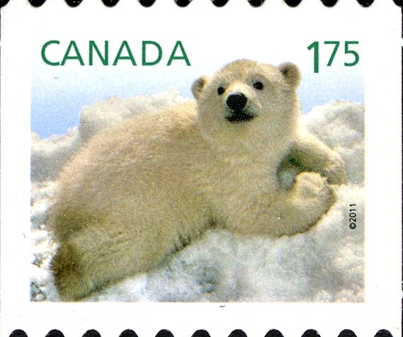 Polar Bear (Ursus maritimus)