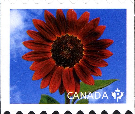 Sunflower "Prado Red"