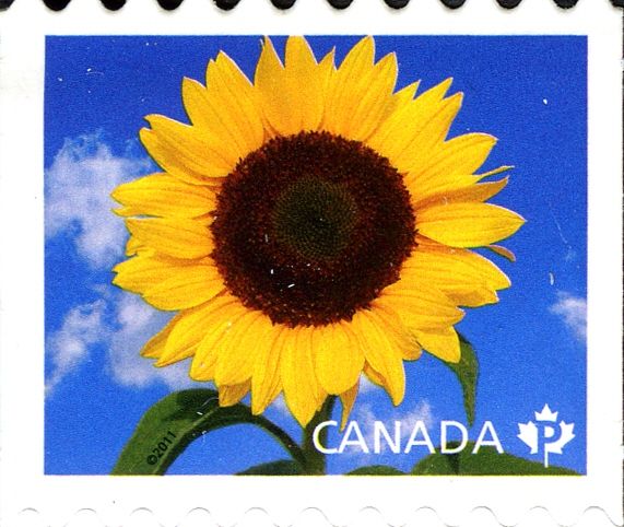 Sunflower "Sunbright"