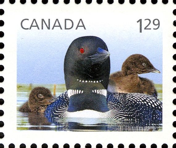 Common Loon (Gavia immer)