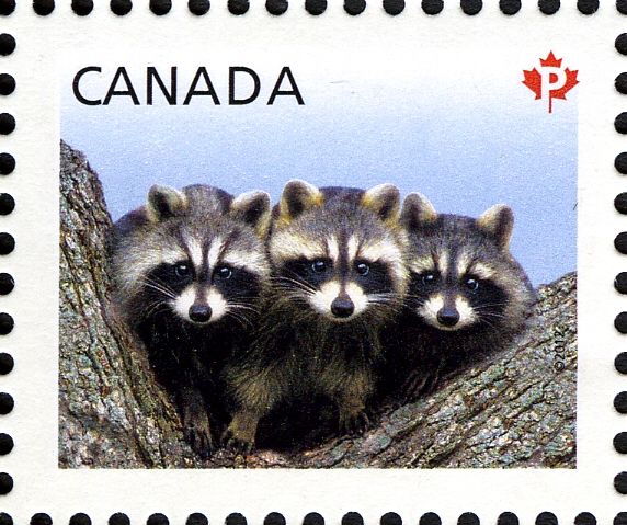 Raccoon (Procyon lotor)