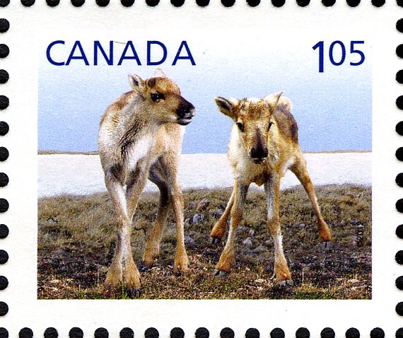 Caribou (Rangifer tarandus)