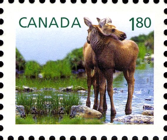Moose (Alces alces)