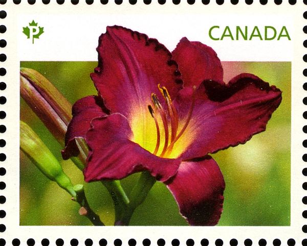 Daylilies purple