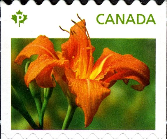 Daylilies orange