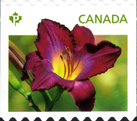 Daylilies purple