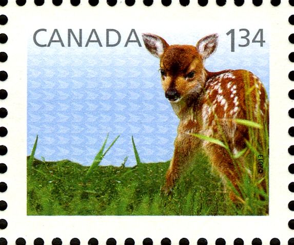 White-tailed Deer (Odocoileus virginianus)