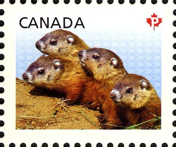 Woodchuck (Marmota monax)