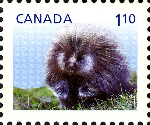 North American Porcupine (Erethizon dorsatum)