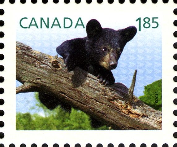 American Black Bear (Ursus americanus)