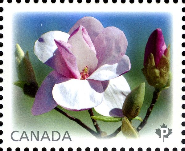 Magnolia "Eskimo"