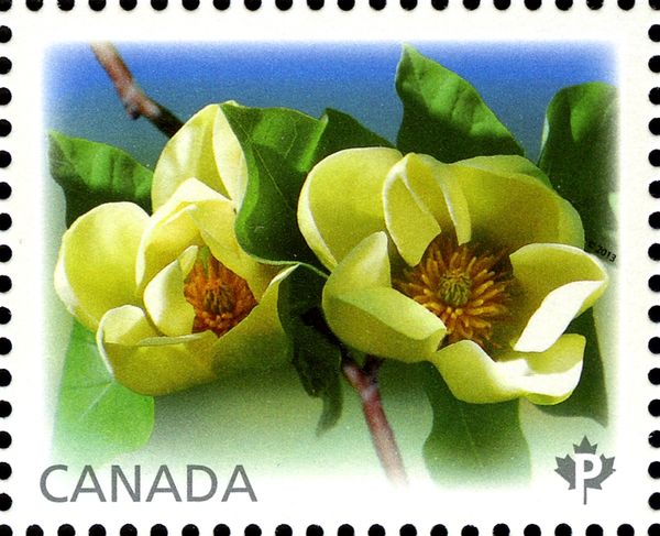 Magnolia "Yellow bird"
