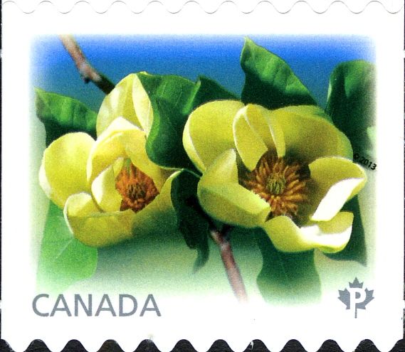 Magnolia "Yellow bird"