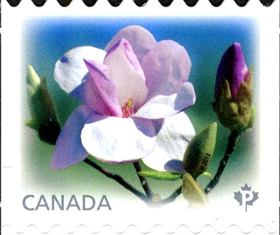 Magnolia "Eskimo"