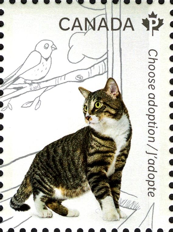 Domestic Cat (Felis silvestris catus)