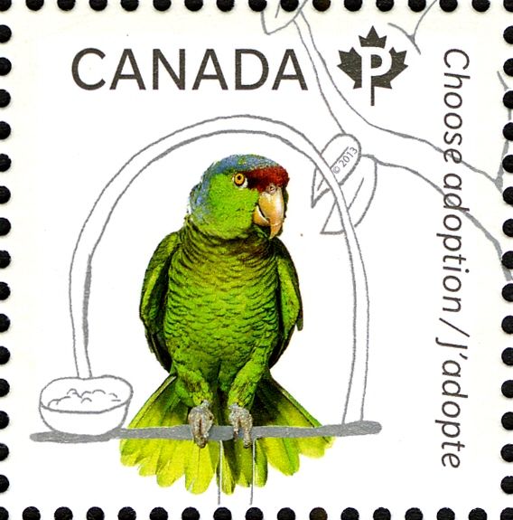 Red-lored Parrot (Amazona autumnalis)