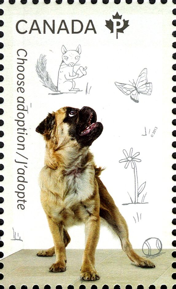 Dog (Canis lupus familiaris)