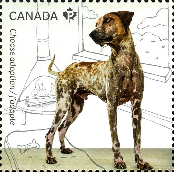 Dog (Canis lupus familiaris)
