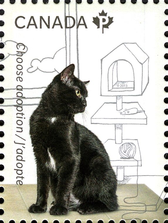 Domestic Cat (Felis silvestris catus)